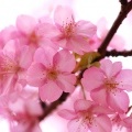 Flickr Cherry Blossom